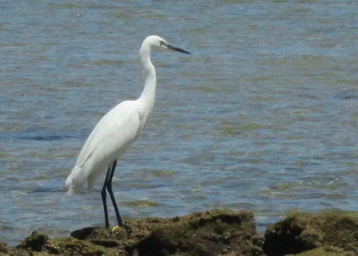 Mica 알부페이라