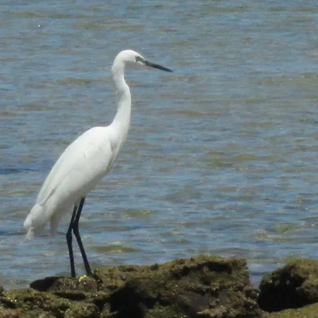 Mica Αλμπουφέιρα