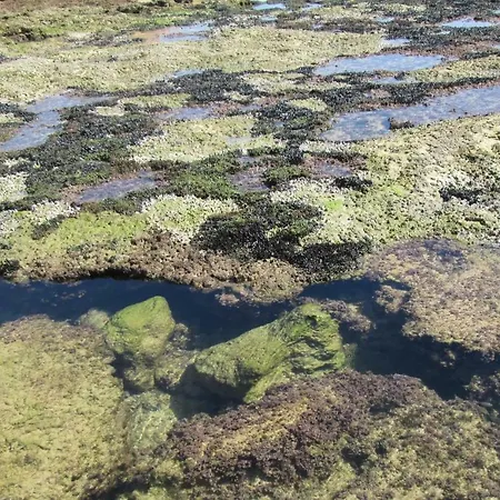 Mica * Αλμπουφέιρα